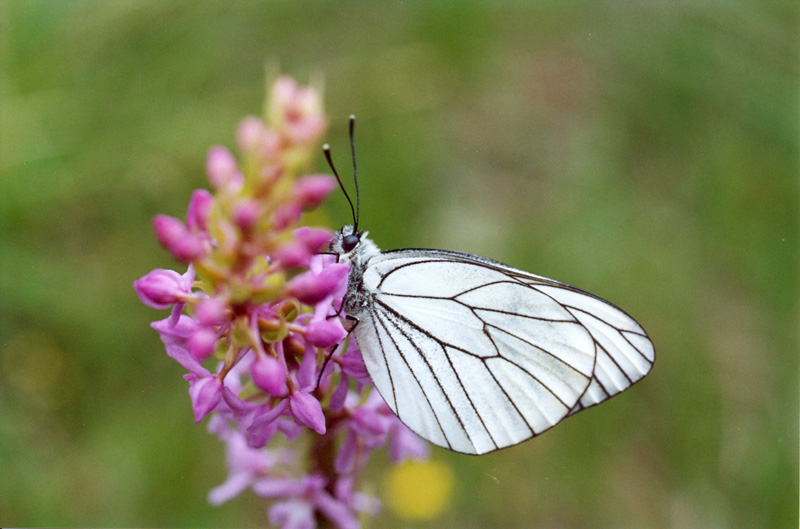 Gymnadenia conopsea